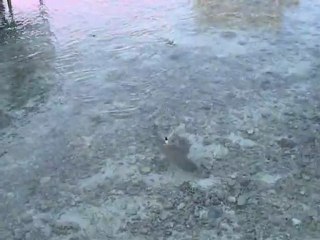 Requins Fakarava