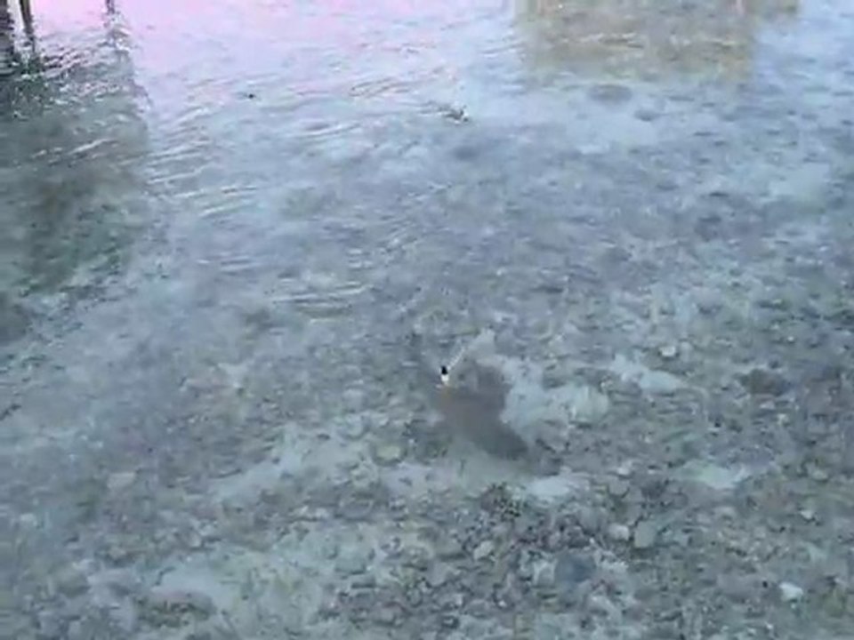 Requins Fakarava