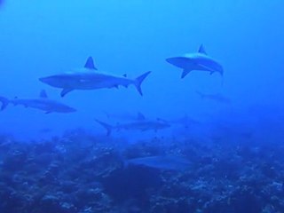 Plongée à Fakarava