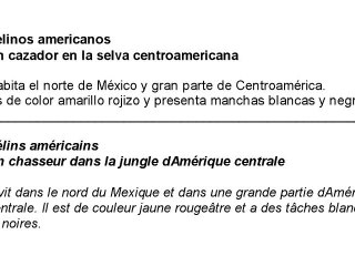 Cours d'espagnol en ligne