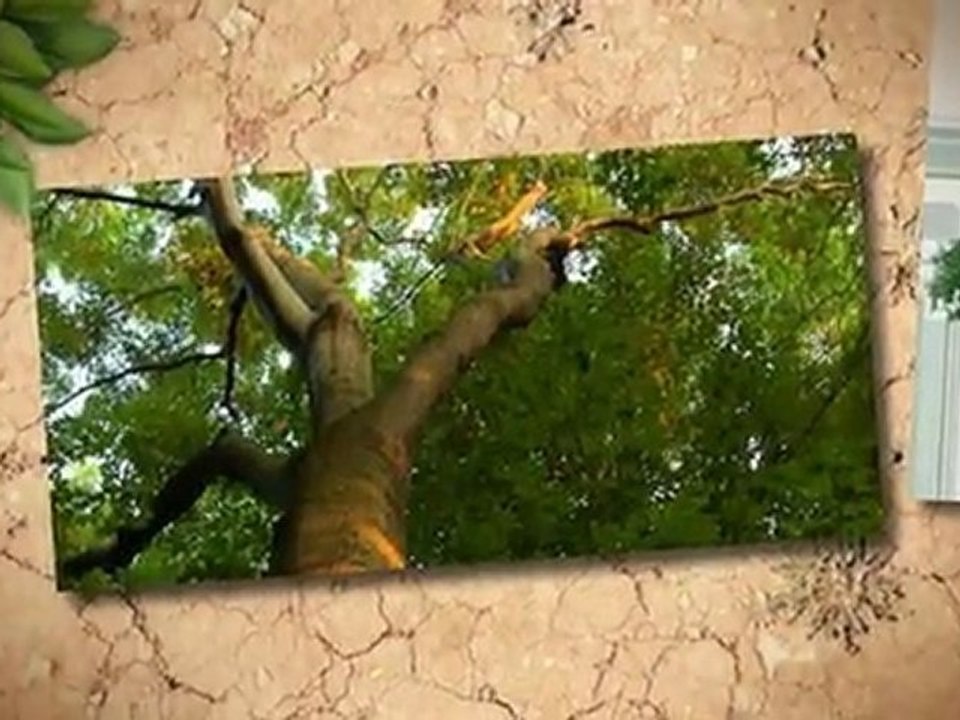 Todd's Tree Service - (770)592-4288