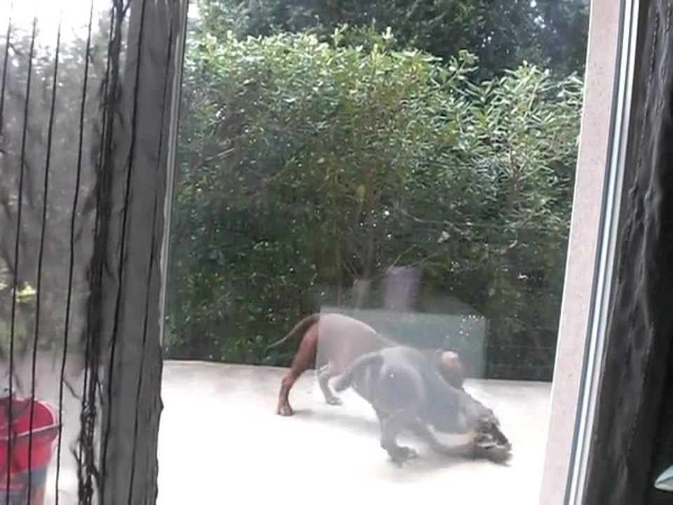 video des fous 009