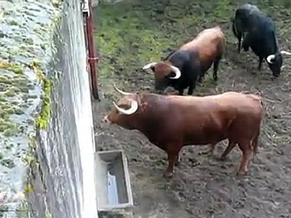 Mugron 2012 - Débarquement Novillos à Mont-de-Marsan