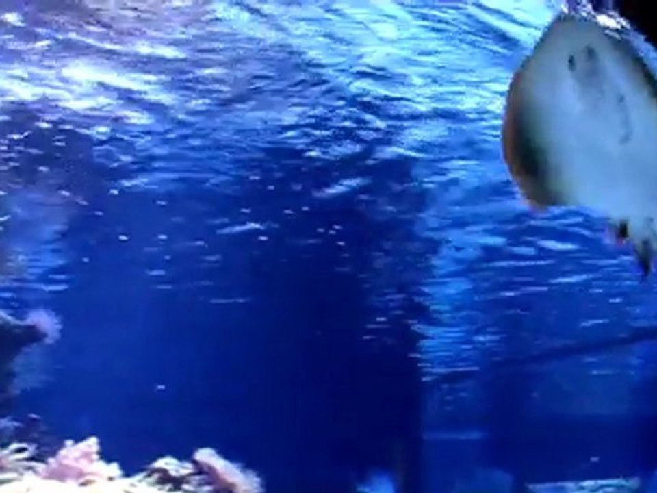 Forschungsprojekt John Haslett - Wirbellose_Tiere