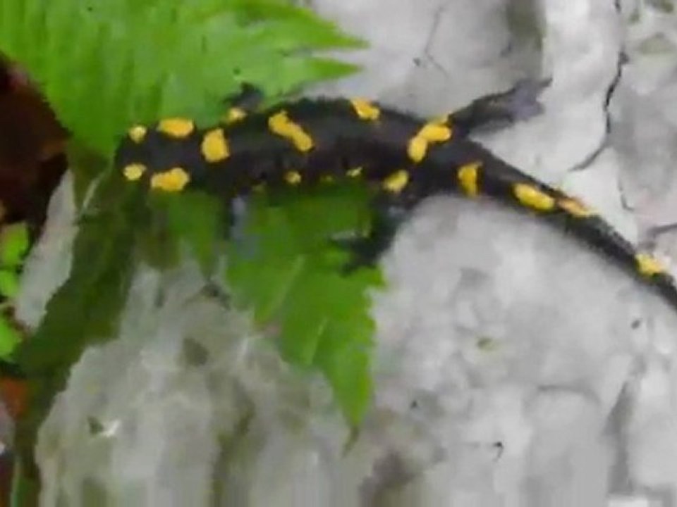 Salamander-Reportage