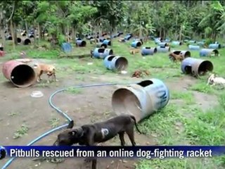 Pitbulls put down in Philippines after being rescued