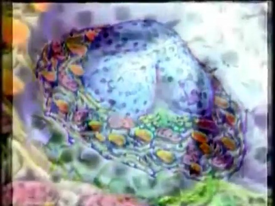 EVRİM TEORİSİ NEDEN GEÇERSİZ - 4