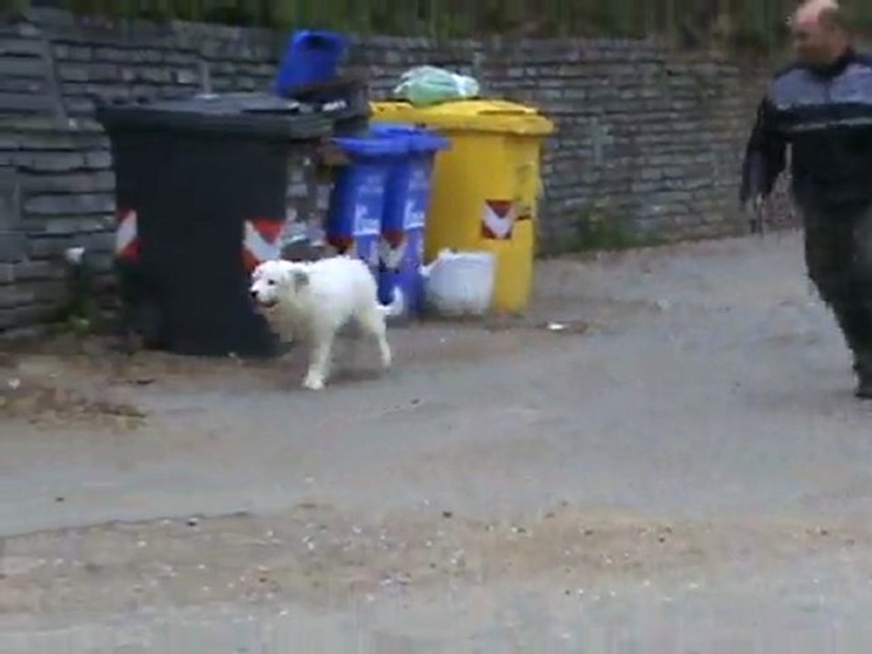 Helodie della rocca dei patous... 3 mesi :-))