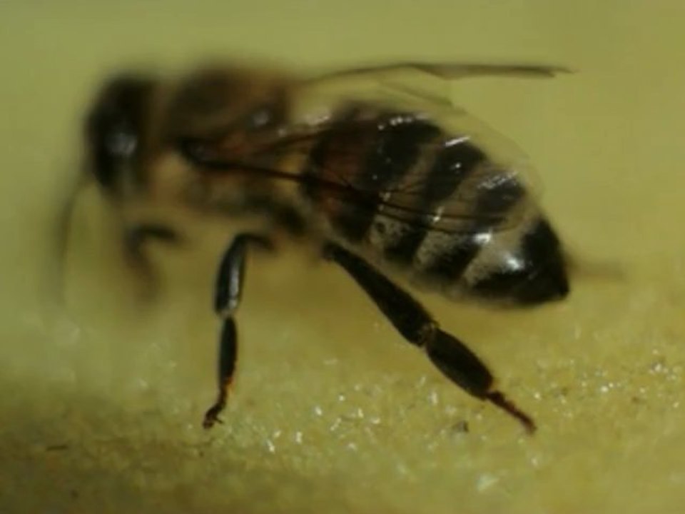 Bee - Free HD stock footage