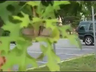 Amatör elektrikli bisiklet