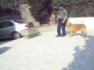 Goldi / Kavacık  Eğitmen Barış KILIÇ Temel İtaat Eğitim Eğzersizleri