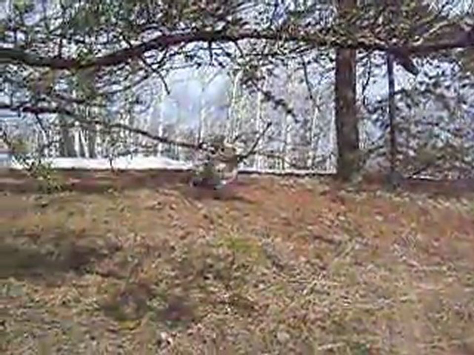 jeux de chien