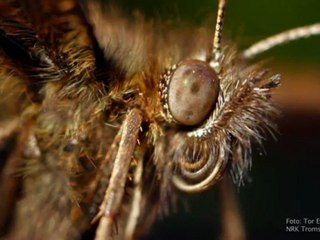 El extraño y fascinante mundo de los insectos en alta definición