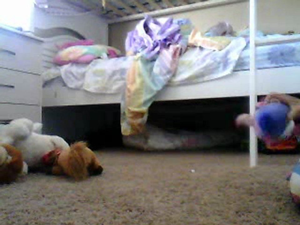 crazy animals