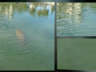 Apollo Beach Manatees