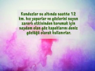 İman Hakikati;Kunduz