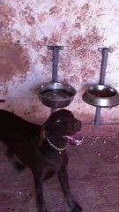 Konuşan köpek kurzhaar Asi Acıktım Diyor