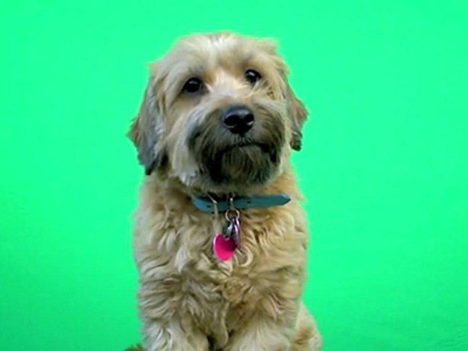 Community Challenge II: Where is My Dog?