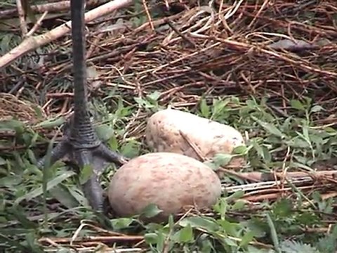Artificial insemination of the Black Necked crane -grus Nigricollis-by Europeancranefoundation Harry Geurts c 2012 Belgium.