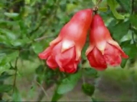 Melihat GÜLSES GÜNAYDINIM NAR ÇİÇEĞİM SEVGİLİM