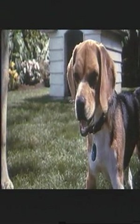 COMME CHIENS ET CHATS - Bande-annonce VF