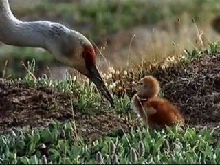 LE PEUPLE MIGRATEUR - Bande-annonce VF