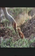 LE PEUPLE MIGRATEUR - Bande-annonce2 VF