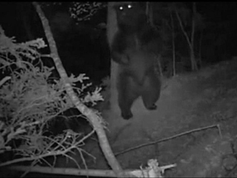 Ayı Sanki Gece Kulübünde