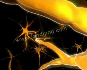 Nervous System Animation