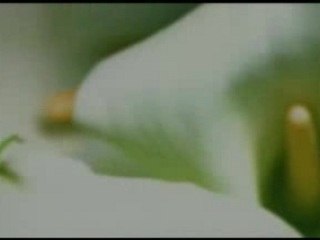 Alejandro Fernandez - Gloria Estefan