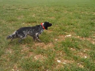 setter anglais - fergy des plaines de l'yser