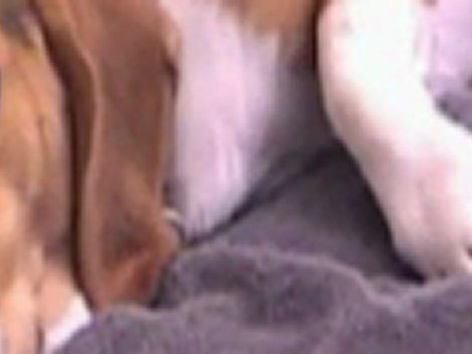 Sick_puppy