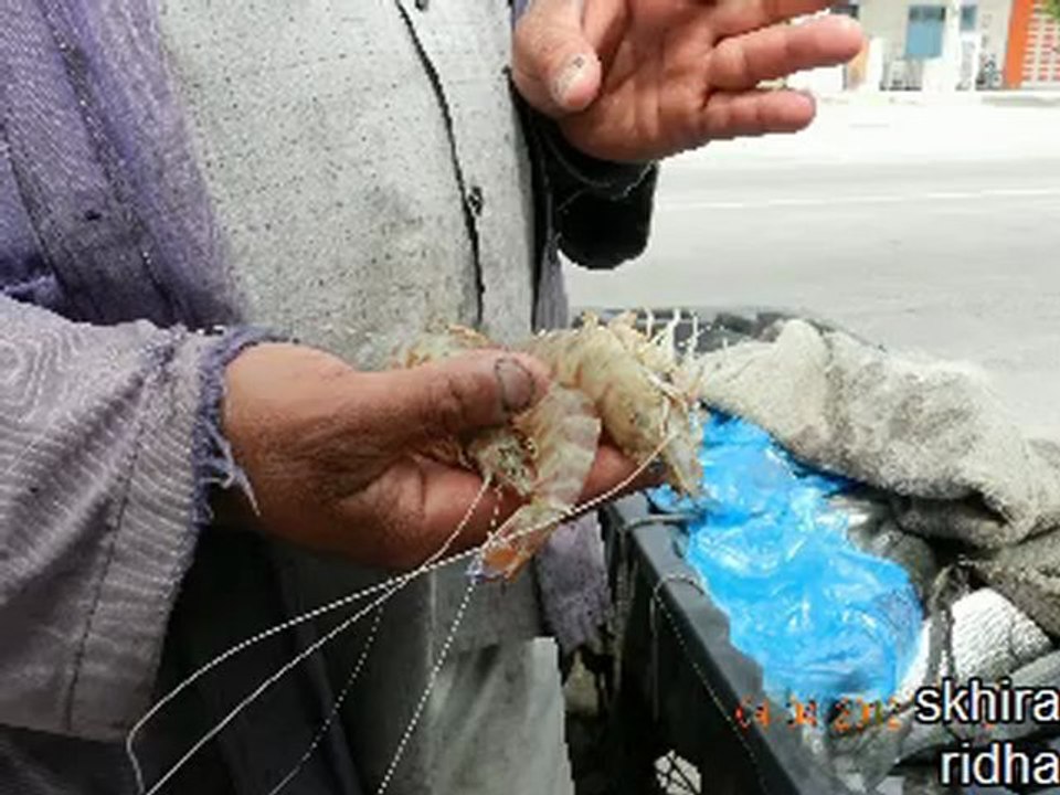 ali belghoul-crevettes au menu_ علي بلغول شفرات اليوم