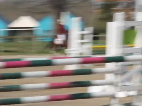 BLAENGWEN KATO STAR, étalon Welsh