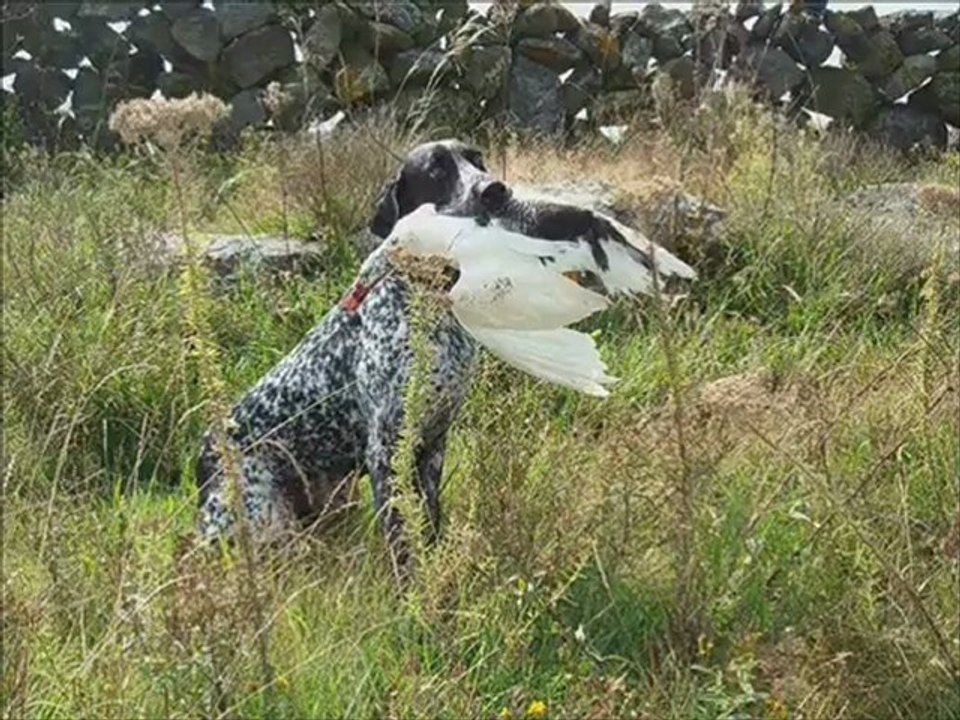 Busqueda de Pato