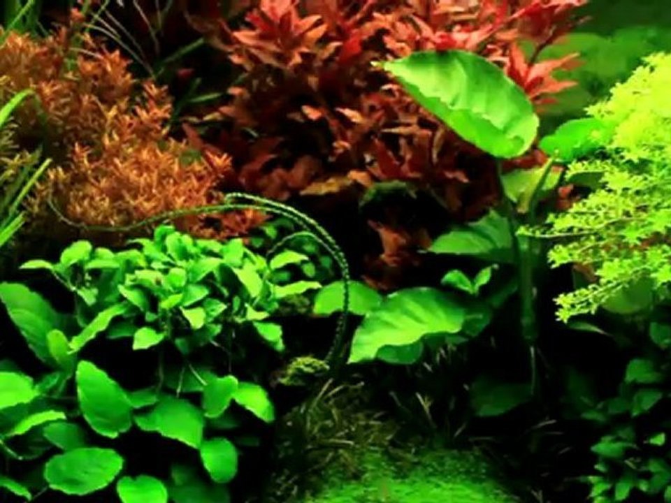1080p_152_kbit__HD_1080p__Amazonas_Becken_460L___Amazon
