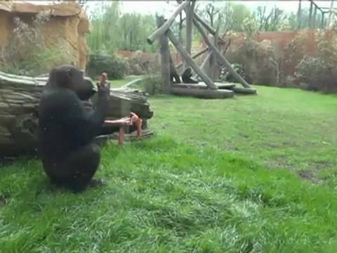 Moselle: le zoo d'Amnéville crée son gorilla's camp