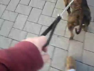 043 MARCUS RESCUED STAFFY