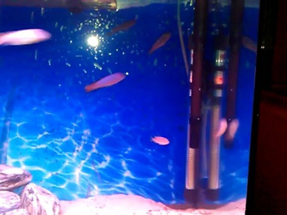 VIDEO0003