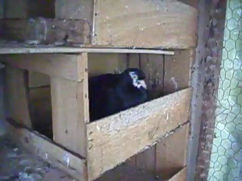 TÜRKER ÖDEN BURSA OYNAR AKKANAT GÜVERCİN VİDEOSU