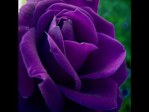 BİR DAME DÜŞÜRDÜ Kİ BENİ BAHTI SİYAHIM