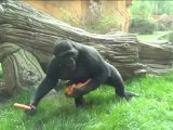 A group of eight gorillas make their first public appearance in French zoo