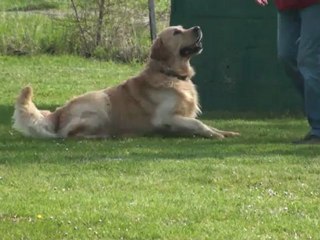 ACP concour d 'obéissance classe 1, Eclair