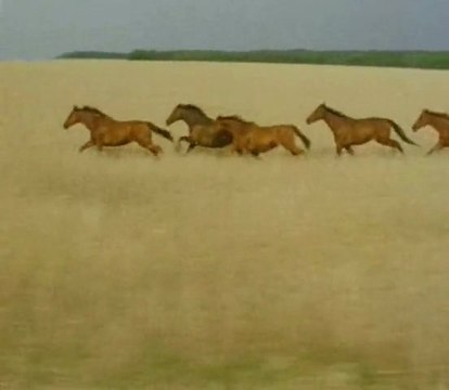 Ukrainian Horses - Eastern Europe / Chevaux Ukrainien - Europe de l'Est