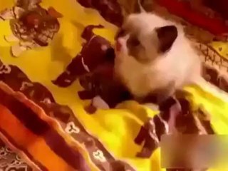 minik Kedi Elektrik Süpürgesinden Korktu