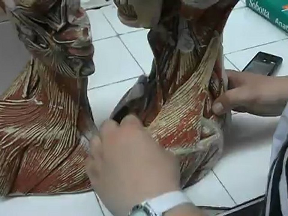 pektoral -trapezeus kas