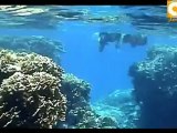 التجربة: بسمة - الغوص تحت الماء