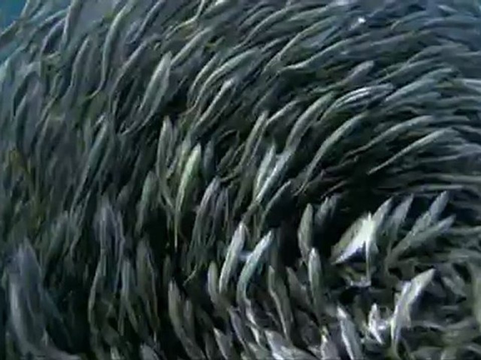 PLANETE BLEUE - Bande-annonce VF