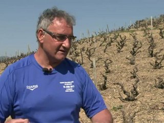 Vignoble du Beaujolais recherche viticulteurs déséspérément