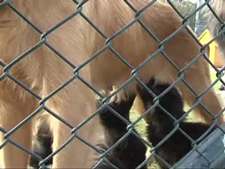 Sokak Hayvanları | Sosyal Hizmetler